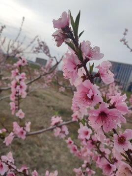 桃花开
