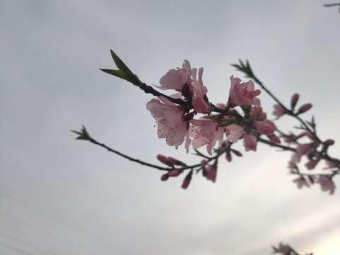 桃花枝