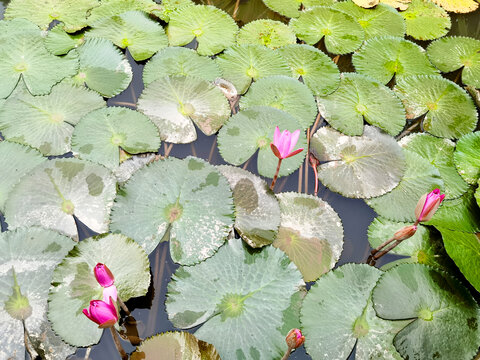 莲花池