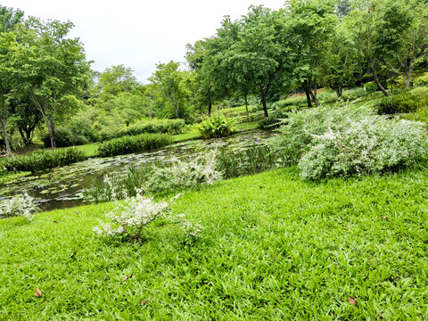 小树林绿草地