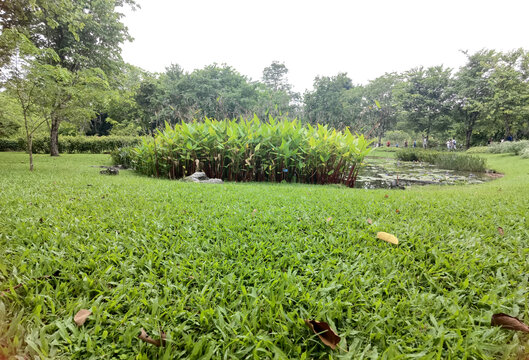 绿草地