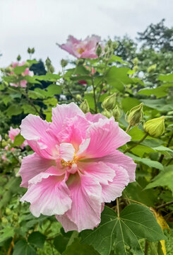 木芙蓉