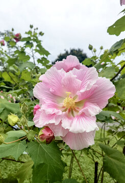 粉色木芙蓉
