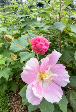 木芙蓉
