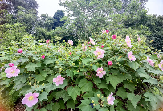 粉色木芙蓉