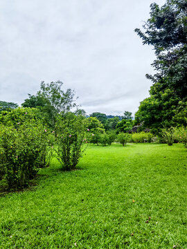 绿草地