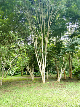小树林