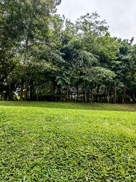小树林绿草地
