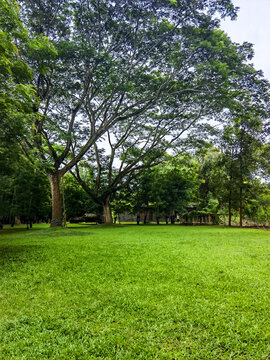 小树林绿草地