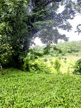 小树林