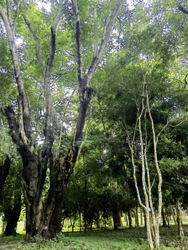 小树林