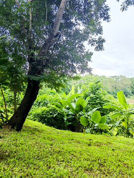 绿草地