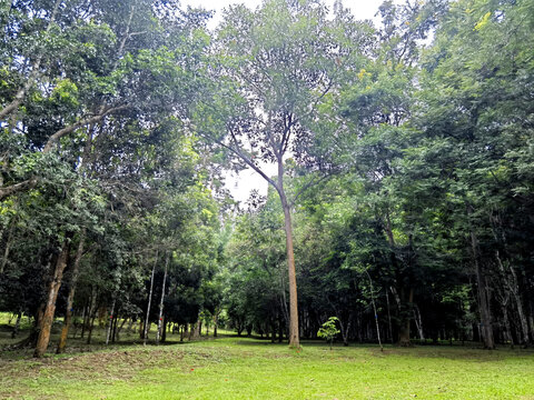 小树林绿草地