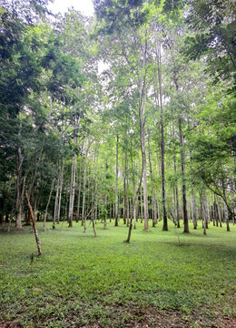 小树林