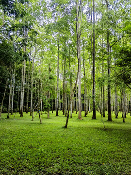 小树林