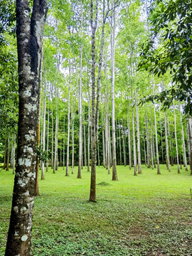 小树林