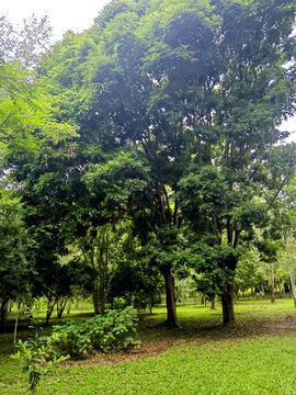 小树林