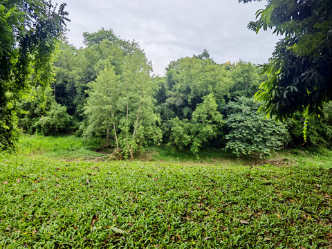 小树林