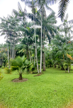 小树林