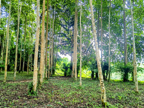 小树林