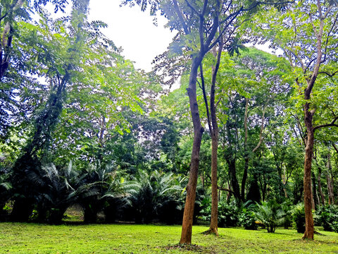 小树林