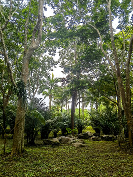 森林植被