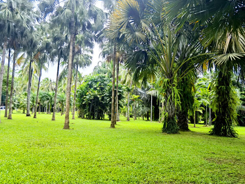 绿草地