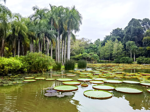莲花池
