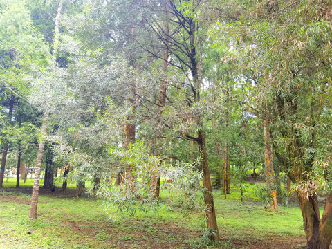 小树林