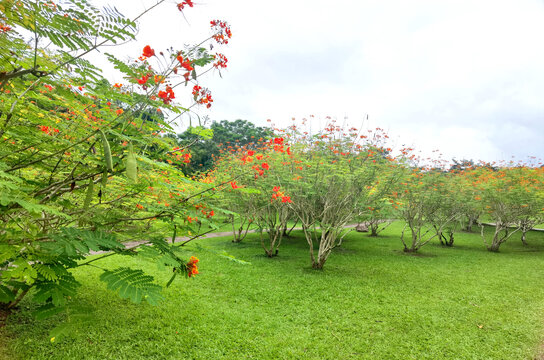 绿草地