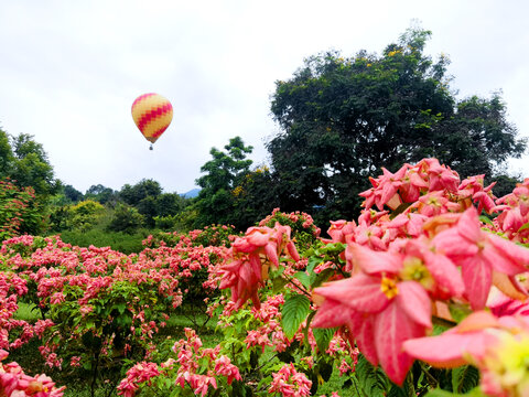 粉萼花