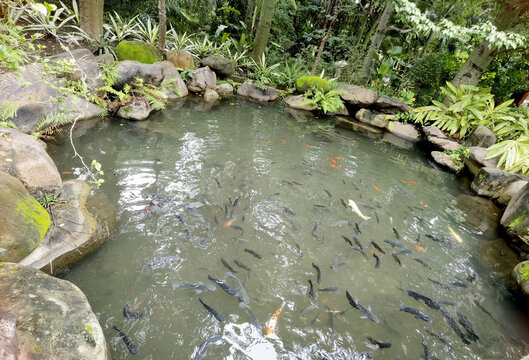 鱼池