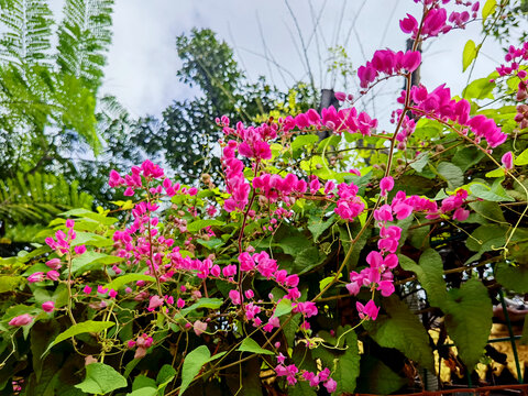 绿色植物