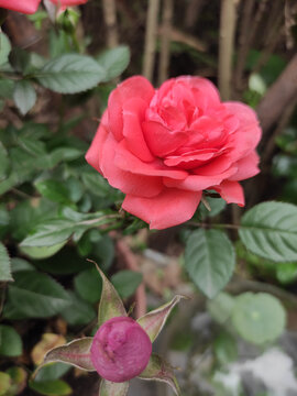 霓虹粉玫瑰花