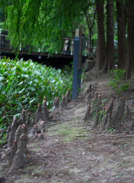 樟子松树根