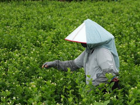 采摘茉莉花
