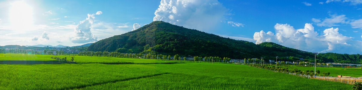竹溪贡米基地