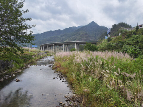 河里的茅草花