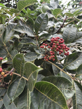 吴茱萸种子特写