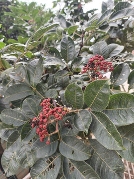 吴茱萸果实