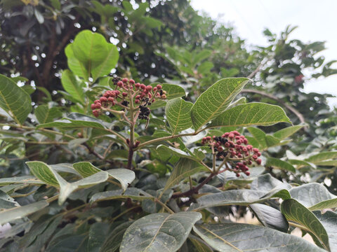 吴茱萸与绿叶