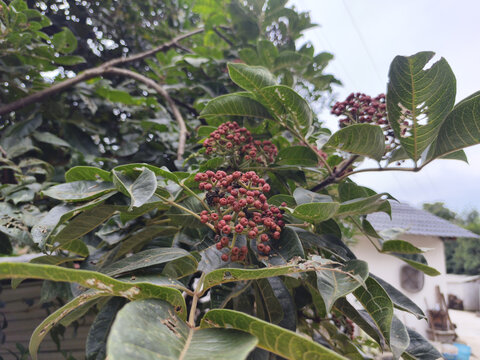 成熟的吴茱萸种子