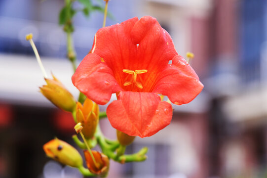 石榴花