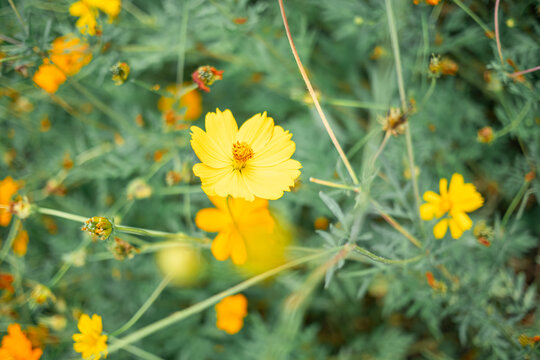 格桑花特写