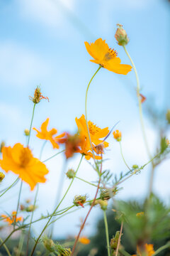 格桑花特写