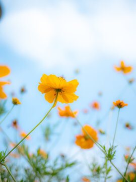 格桑花特写