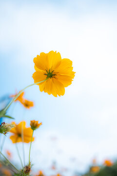 格桑花特写