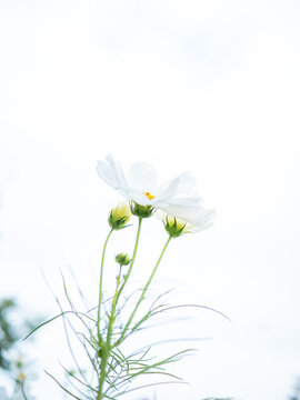 波斯菊特写