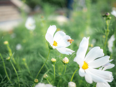波斯菊特写