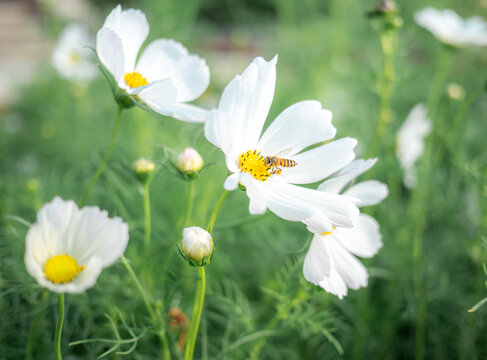 波斯菊特写